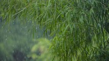 Long Shot of Torrential Rain Fall In a Tropical Forest