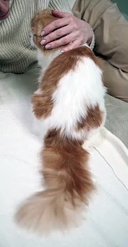 A Cat Getting Petting On The Bed - pets world