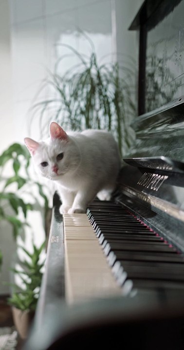 A Cat Jumping Away From The Piano Keyboard - cute cat 4k video - pets world #Tiktok #Viral