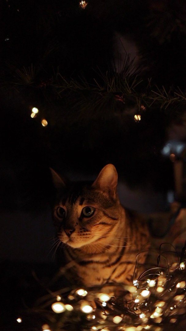 ⁣Close Up Video of a Cat - cue cat video - pets world #tiktok #viral