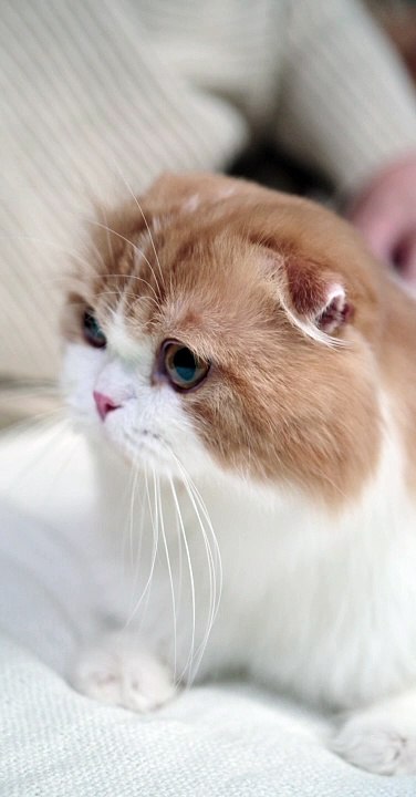 A Woman With A Cat - cute cat video - pets world #tiktok #viral