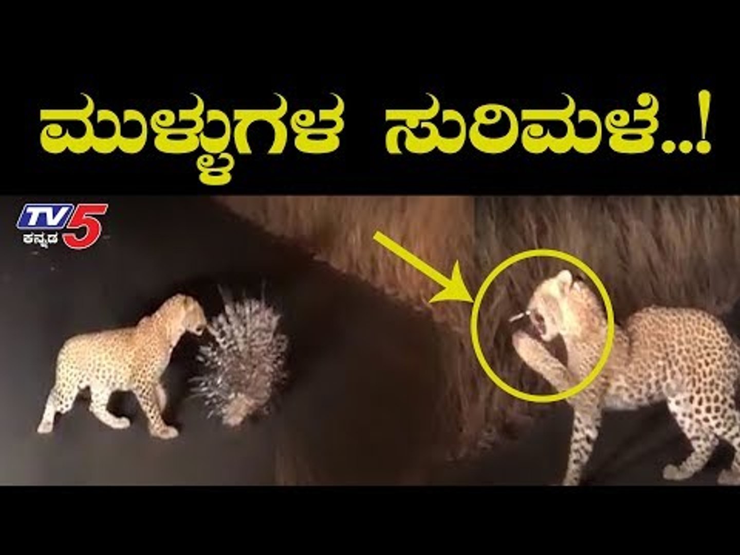ಚಿರತೆ ಮೇಲೆ ಮುಳ್ಳುಹಂದಿಯ ಮುಳ್ಳುಗಳ ಸುರಿಮಳೆ | Leopard Fights Porcupine | Chamrajnagar  | TV5 Kannada