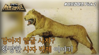 [HOT] Taxidermist's absurd lion stuffed,신비한TV 서프라이즈 220116
