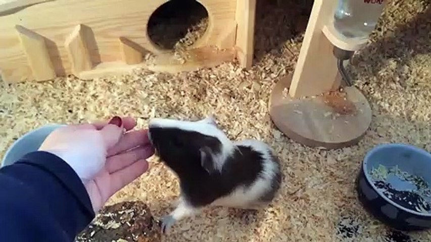 How to Tame Your Guinea Pig - 8 Easy Tips for Taming Guinea Pigs