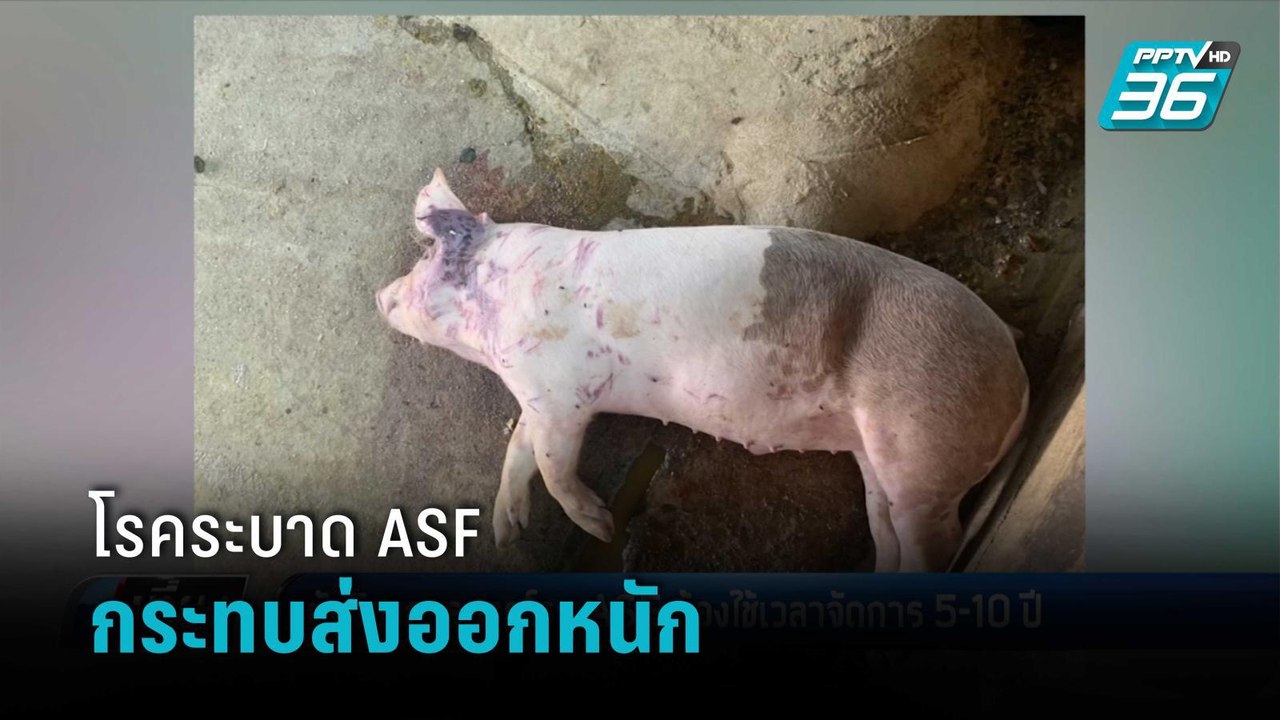 นักวิชาการ คาด โรคระบาดหมู ASF ต้องใช้เวลาจัดการ 5-10 ปี | เที่ยงทันข่าว