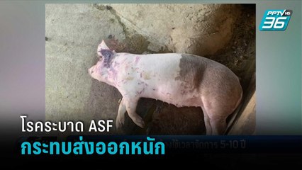 นักวิชาการ คาด โรคระบาดหมู ASF ต้องใช้เวลาจัดการ 5-10 ปี | เที่ยงทันข่าว