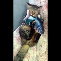 Baby Cats - Cute Cats - Adorable Cats - Funny Cats Compilations PART 37