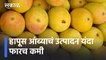 Hapus Mango l हापूस आंब्याचं  उत्पादन यंदा फारच कमी; लहरी हवामानामुळं उत्पादनावर परिणाम l Konkan