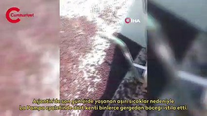 Arjantin’de gergedan böceği istilası