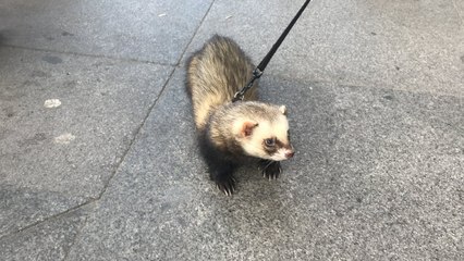 Taksim'de tasma taktığı gelincikle gezdi