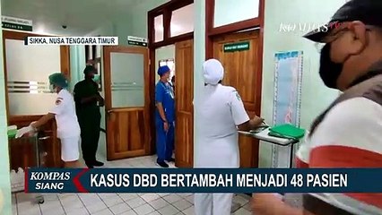 Waspada! Kasus DBD di Sikka Bertambah jadi 48 Pasien dan Didominasi Anak-anak
