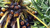 सर्दियां में ताड़ गुड़ खाने के लाभ /Benefits of eating palm jaggery in winter