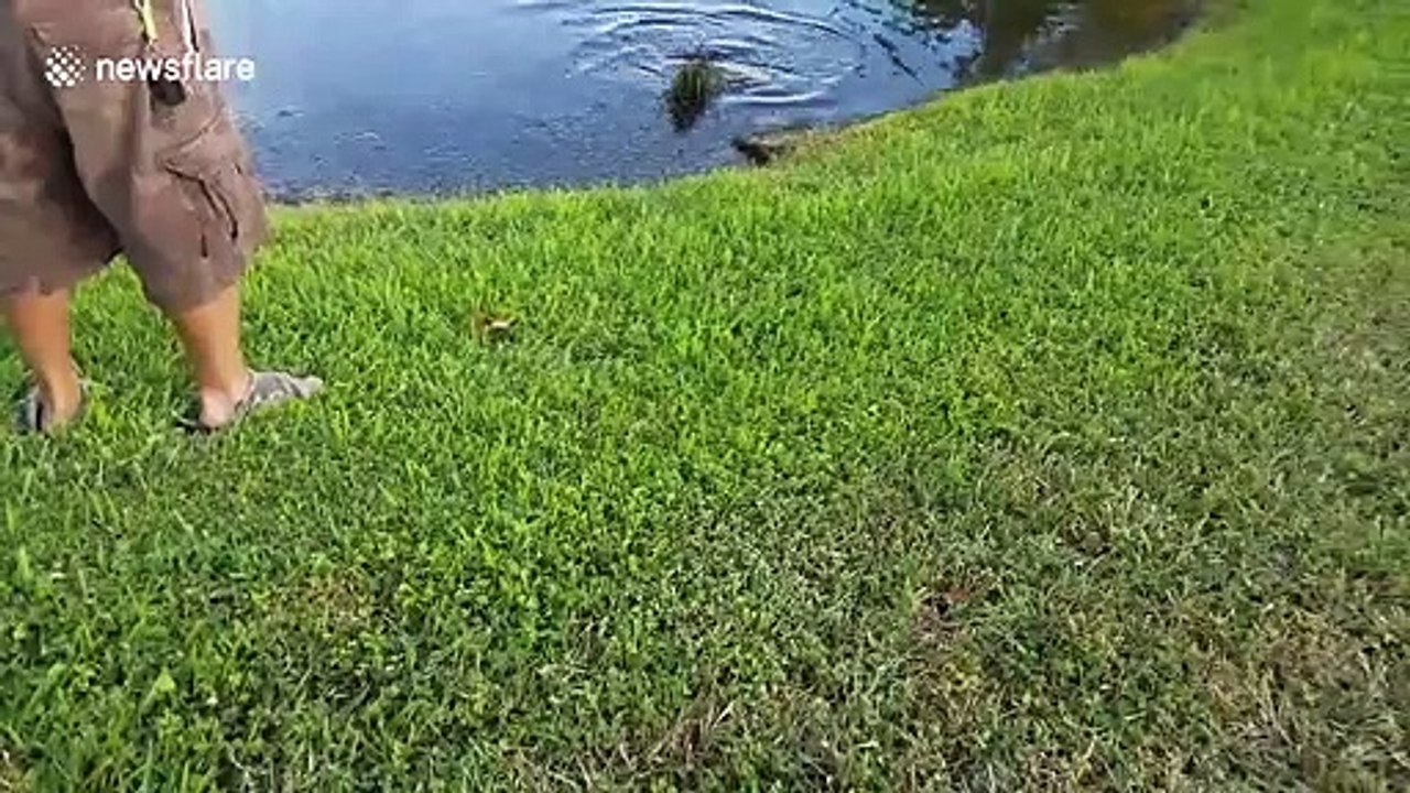 Un pecheur attrape un bébé crocodile très énervé