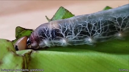 Cette chenille transparente est magnifique