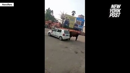 Ne jamais klaxonner un taureau