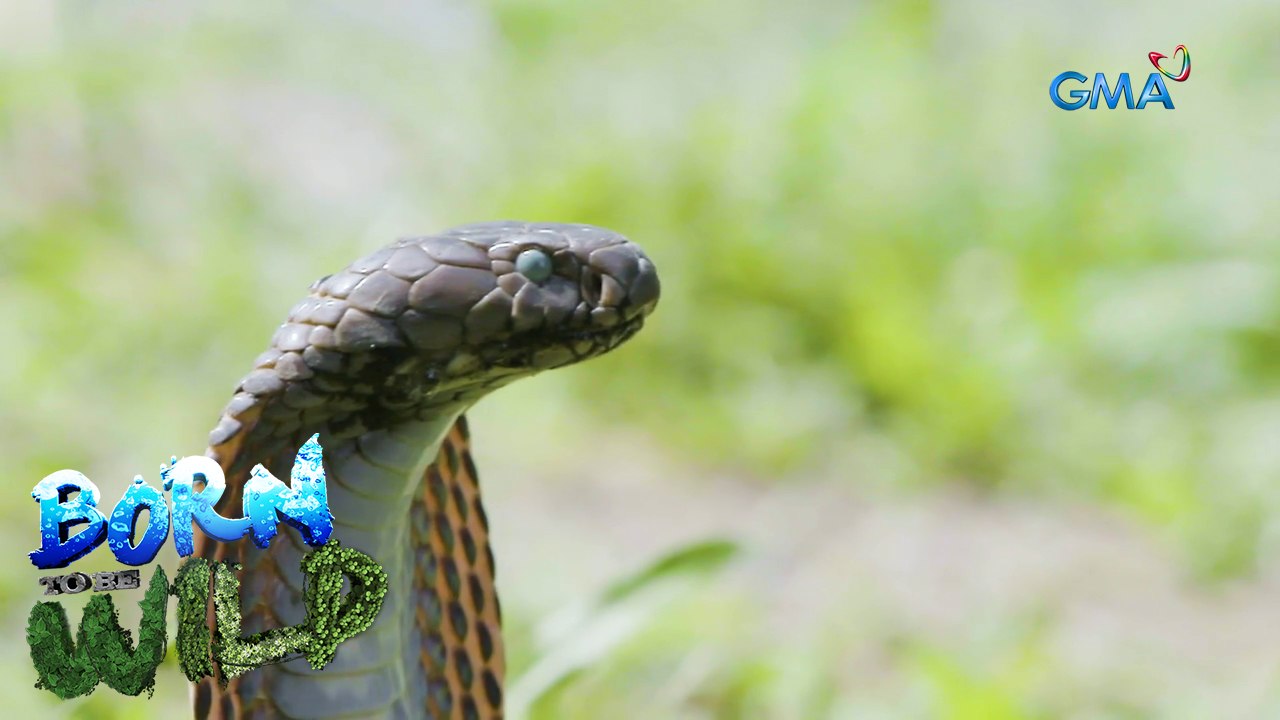 Born to be Wild: Cobra attacks in Aurora Province