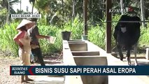 Bisnis Susu Sapi Perah Asal Eropa Tinggi Peminat, Dijamin Segar dan Tanpa Bahan Pengawet!