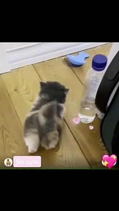 #cat #fyp