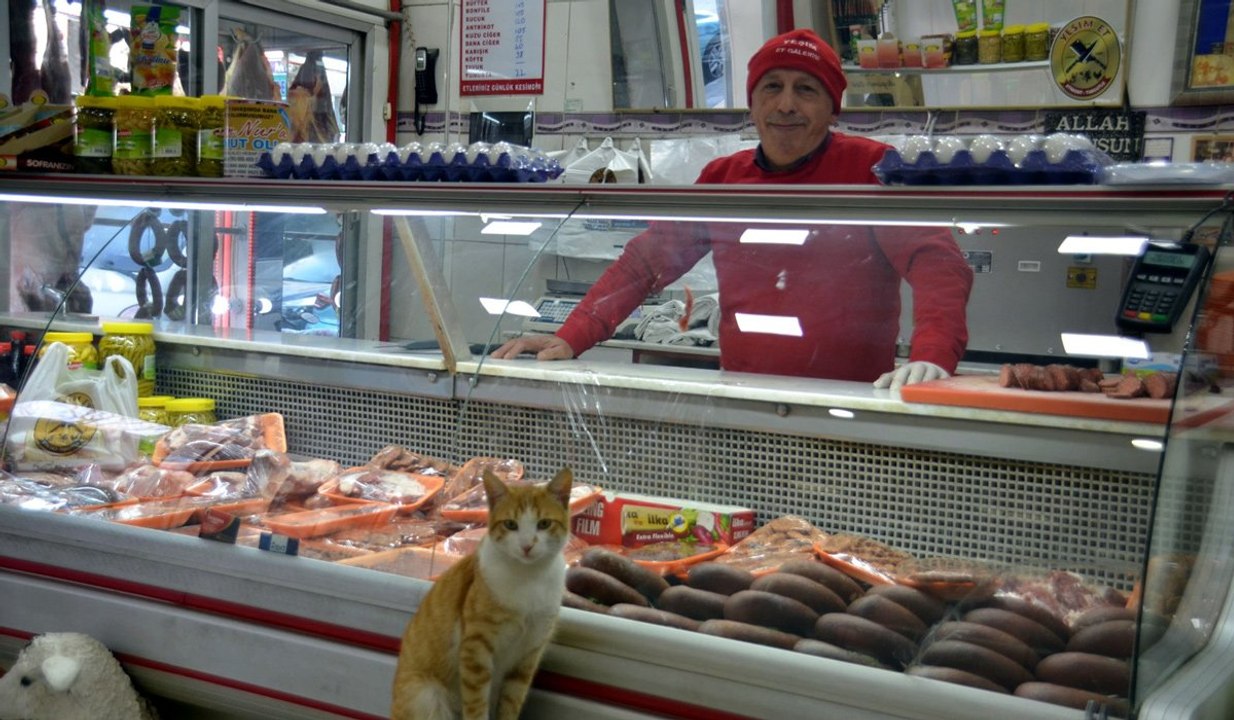 Fenomen kedi ‘Yeşim’ gitti ‘Sarı Kız’ geldi