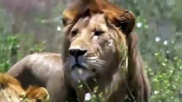Lions Hunting Attack Compilation Cheetah Lions Jaguar Leopard(480P)