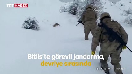 Donmak üzere olan tilkinin yardımına jandarma yetişti
