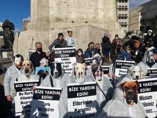 'Bakımevi olmayan belediyeler, binlerce hayvan topluyor'