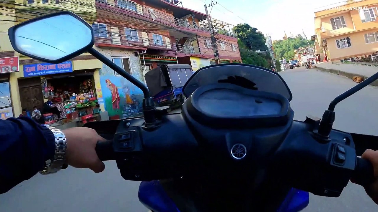 feeding pear and small mango to the group of monkeys || feeding monkey || monkey love pear and mango