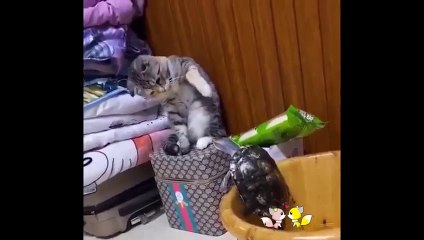 Video herunterladen: Funny cats and 有趣的動物-laugh all day اضحك طوال اليوم