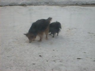 lucky eats a woofy flavored snowcone