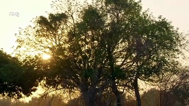 Apetitos animales_ Supervivientes de la naturaleza. Documental.