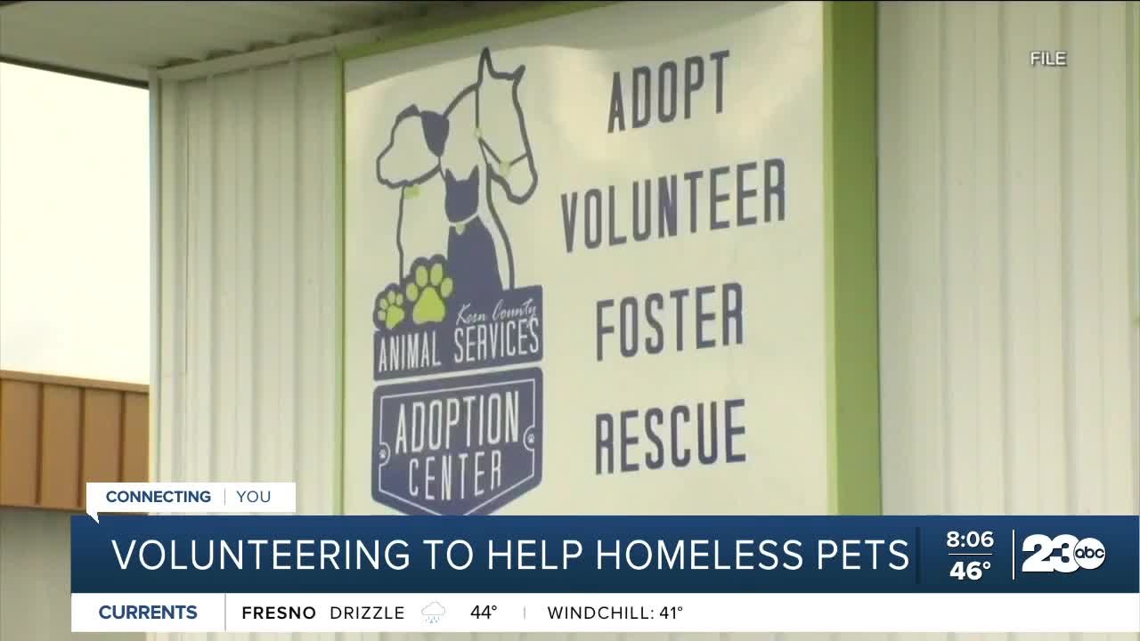 Kern County Animal Services seeks volunteers