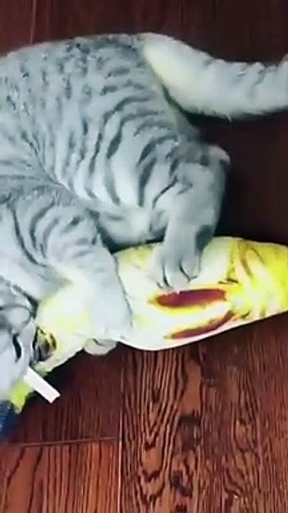 Funny Cat Videos || Cute Cat Videos || Cute Animals || Funny Cats || Funny Animals || Hindi Songs