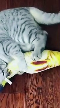 Funny Cat Videos || Cute Cat Videos || Cute Animals || Funny Cats || Funny Animals || Hindi Songs