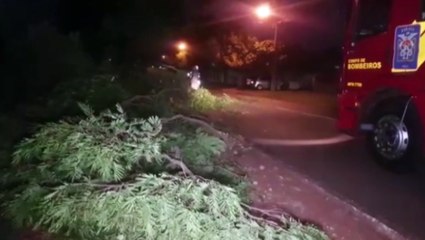 Com risco de cair e atingir fiação e residências, árvore de grande porte é cortada no Interlagos