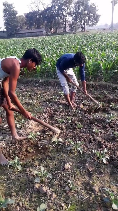 Farmer's  work