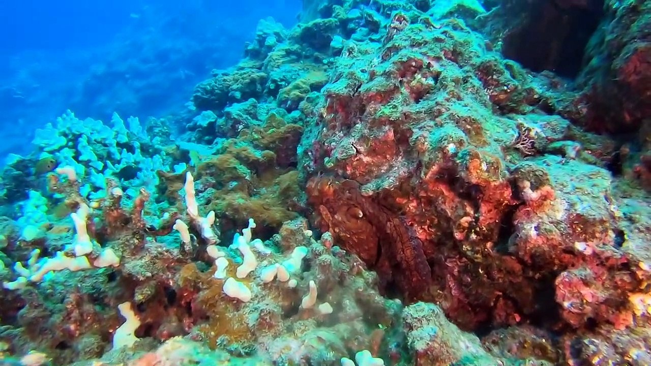 Hawai Diving