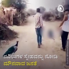 Watch: Peacock Refuses To Leave "Long Time Partner" After Its Death