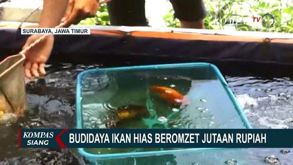 Tải video: Budidaya Ikan Hias Jenis Mas Koki, Alvin Ghifari Raup Omzet Jutaan Rupiah!