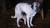 Kırklareli'nde kangal köpeğinin kuzulara şefkati kameraya yansıdı