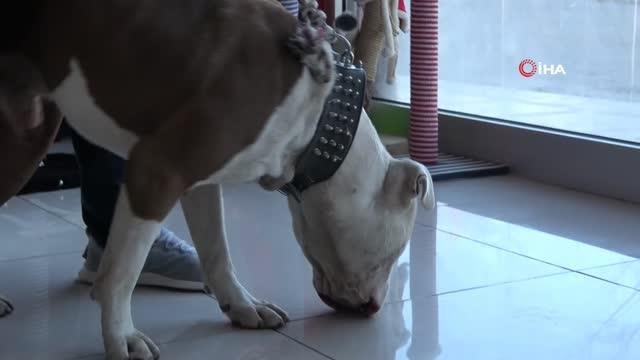 Veteriner Sağlık Teknikeri Tuba Göklü: Köpeğin bilinçaltına saldırganlığı öğreten sahipleridir, suçlu hayvan değil sahibidir