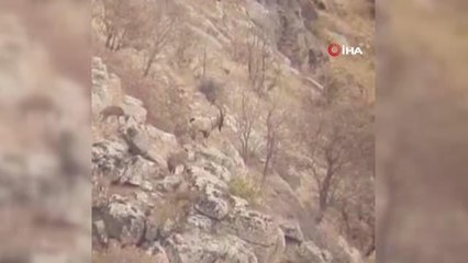 Kırmızı listede bulunan dağ keçileri Eruh'ta görüntülendi