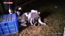Kangal köpeği 'Bebu'dan kuzulara anne şefkati