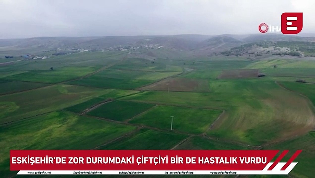 Eskişehir'de zor durumdaki çiftçiyi bir de hastalık vurdu
