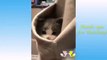 Cutest animals and cats you won't see it _funny animals and cats
