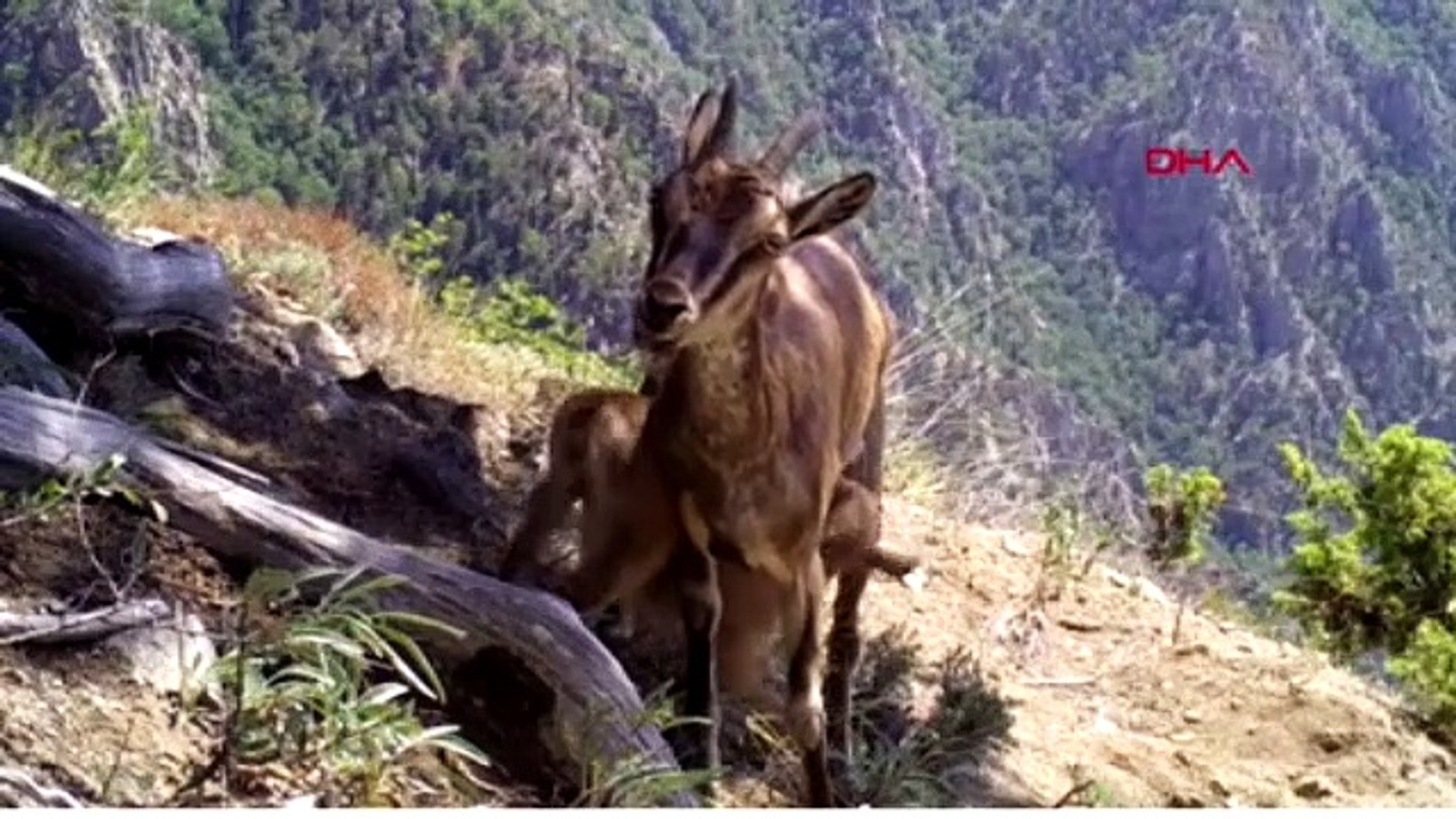 Yaban hayatı, fotokapanlara yansıdı