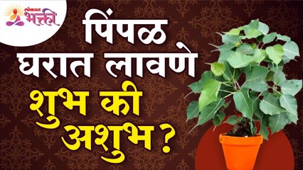 घरामध्ये पिंपळ लावणे शुभ की अशुभ आहे? Is it good or bad to have peepal tree in the house?Peepal Tree