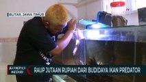 Budidaya Ikan Predator Hasilkan Cuan Jutaan Rupiah