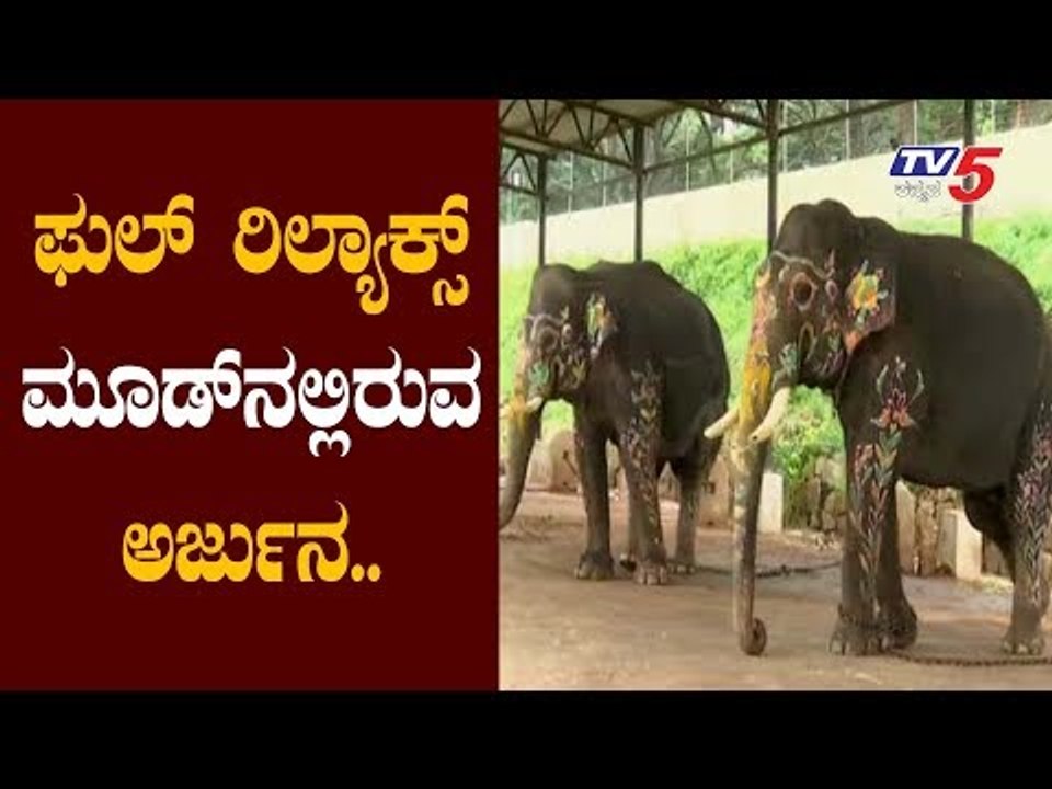 ಫುಲ್ ರಿಲ್ಯಾಕ್ಸ್ ಮೂಡ್​ನಲ್ಲಿರುವ ಗಜಪಡೆ | Mysore Dasara | Arjuna Elephant in Relax Mood || TV5 Kannada