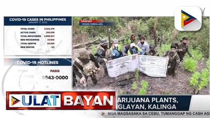P1.7-M halaga ng marijuana plants, nadiskubre sa Tinglayan, Kalinga