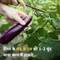 Know The Health Benefits Of Brinjal